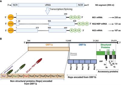 Antiviral responses versus virus-induced cellular shutoff: a game of thrones between influenza A virus NS1 and SARS-CoV-2 Nsp1